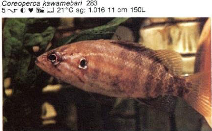 Coreoperca kawamebari